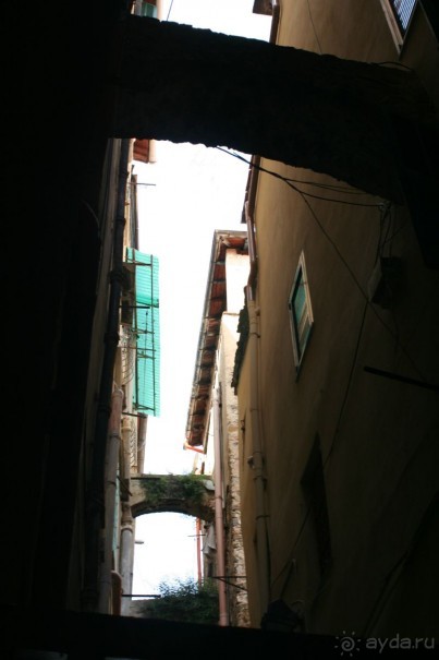 Сосновая шишка