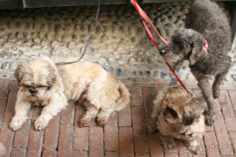 Сосновая шишка