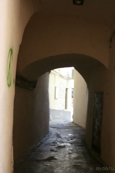 Сосновая шишка