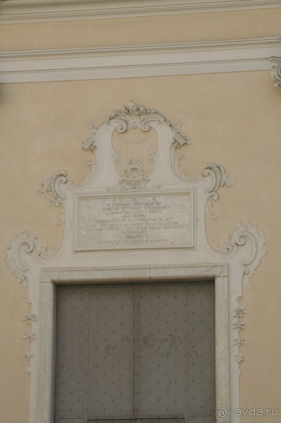 Сосновая шишка