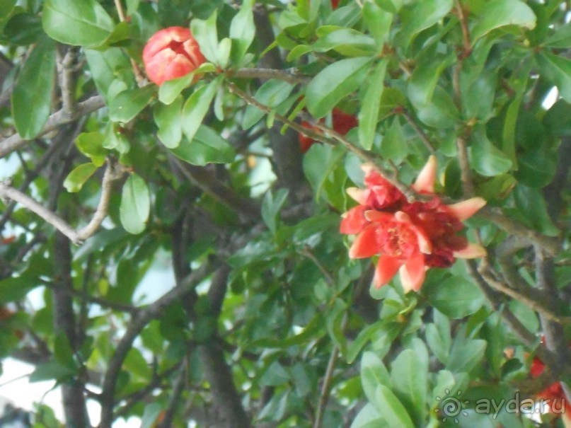 По Европе. Часть 7. Последняя. Авиньон.