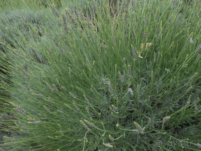 По Европе. Часть 7. Последняя. Авиньон.