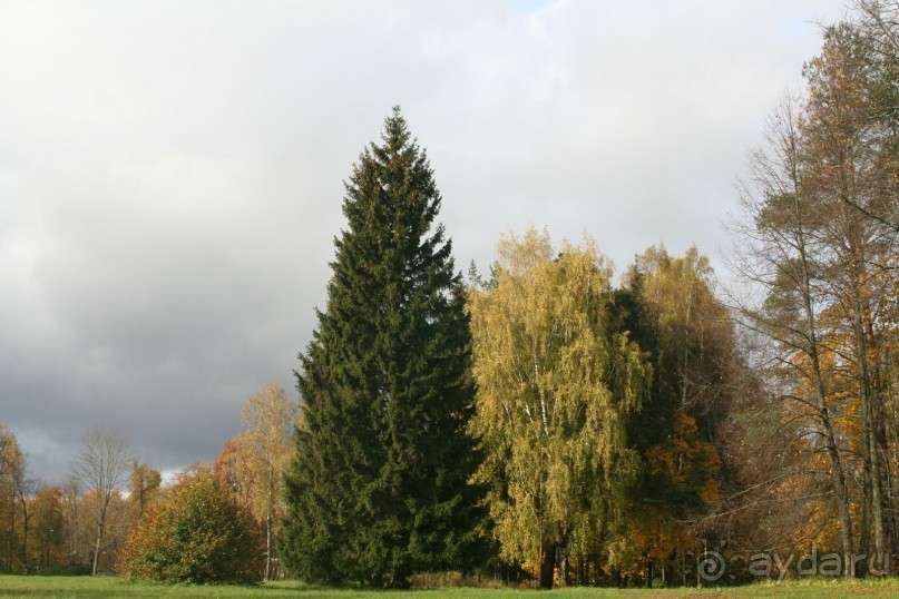 Павловск осенний