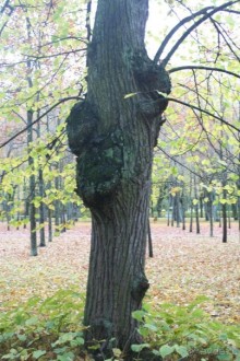 Павловск осенний