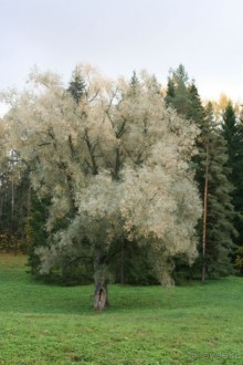 Павловск осенний