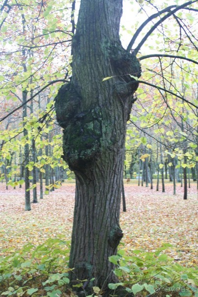 Павловск осенний