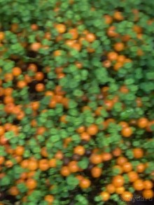 Тропическая зима в аптекарском огороде