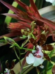 Тропическая зима в аптекарском огороде