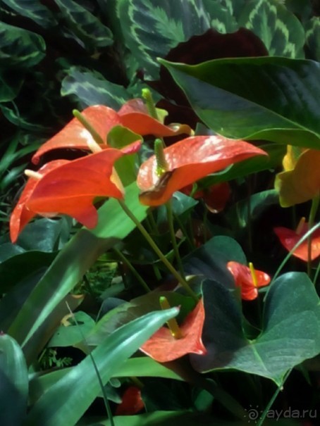 Тропическая зима в аптекарском огороде