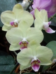 Тропическая зима в аптекарском огороде