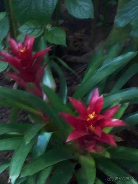 Тропическая зима в аптекарском огороде