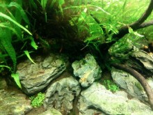 Тропическая зима в аптекарском огороде