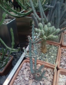 Тропическая зима в аптекарском огороде