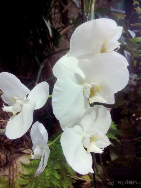 Тропическая зима в аптекарском огороде