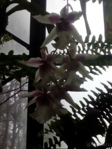 Тропическая зима в аптекарском огороде