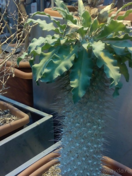 Тропическая зима в аптекарском огороде