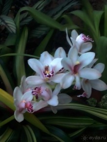 Тропическая зима в аптекарском огороде