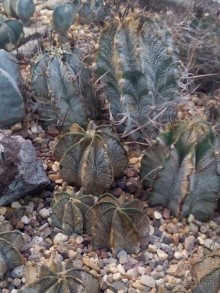 Тропическая зима в аптекарском огороде