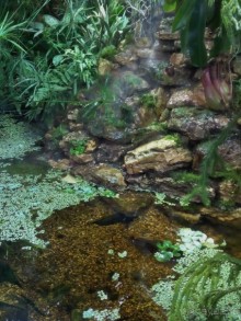 Тропическая зима в аптекарском огороде