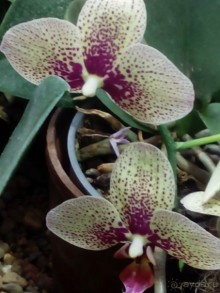 Тропическая зима в аптекарском огороде