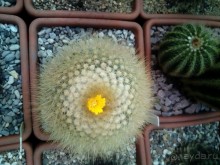 Тропическая зима в аптекарском огороде