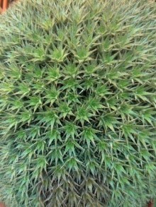 Тропическая зима в аптекарском огороде