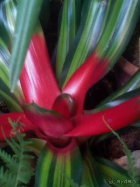 Тропическая зима в аптекарском огороде