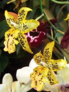 Тропическая зима в аптекарском огороде