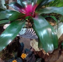 Тропическая зима в аптекарском огороде