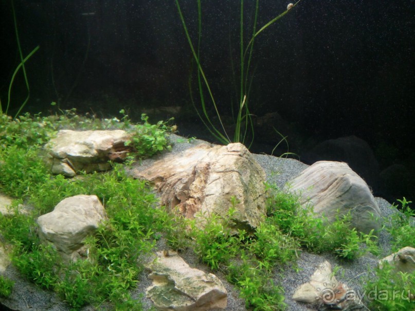 Тропическая зима в аптекарском огороде