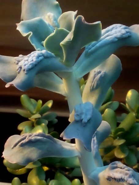 Тропическая зима в аптекарском огороде