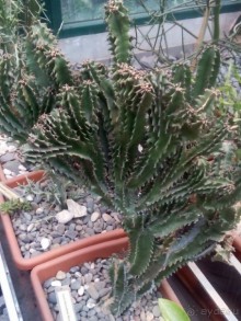 Тропическая зима в аптекарском огороде