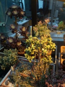 Тропическая зима в аптекарском огороде