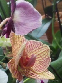 Тропическая зима в аптекарском огороде