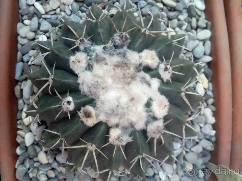 Тропическая зима в аптекарском огороде