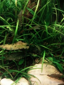 Тропическая зима в аптекарском огороде