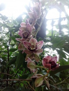 Тропическая зима в аптекарском огороде