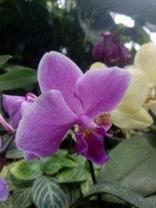 Тропическая зима в аптекарском огороде