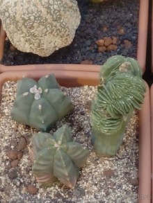 Тропическая зима в аптекарском огороде