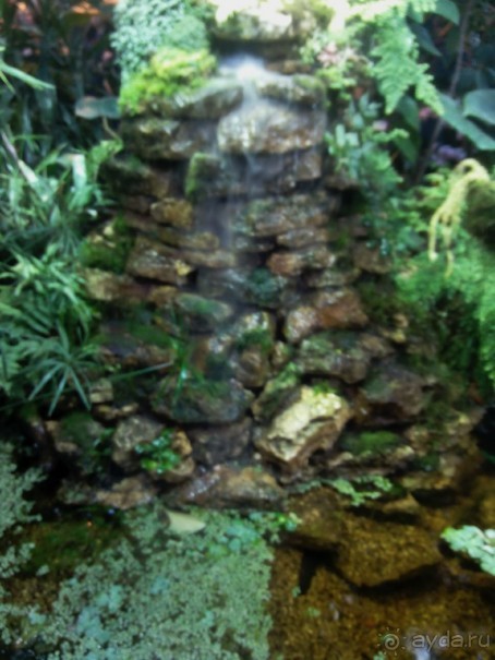 Тропическая зима в аптекарском огороде