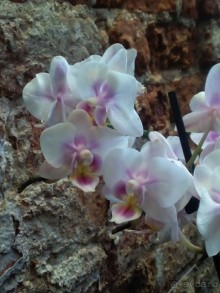 Тропическая зима в аптекарском огороде