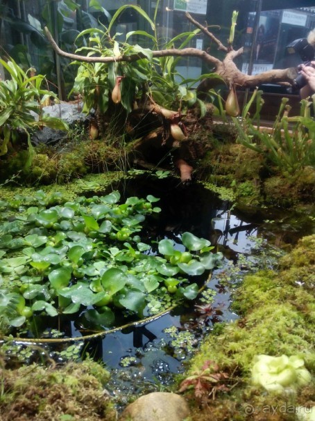 Тропическая зима в аптекарском огороде