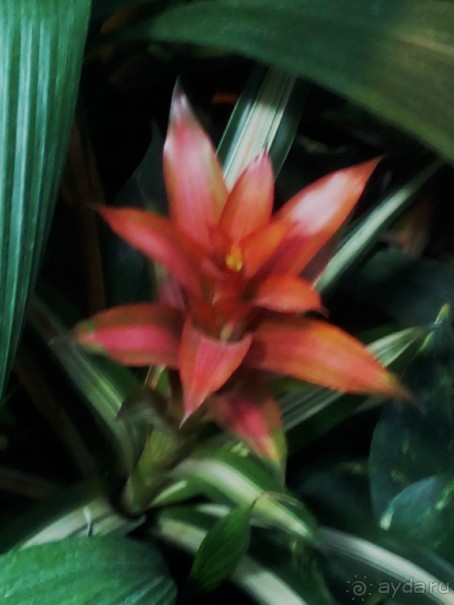 Тропическая зима в аптекарском огороде