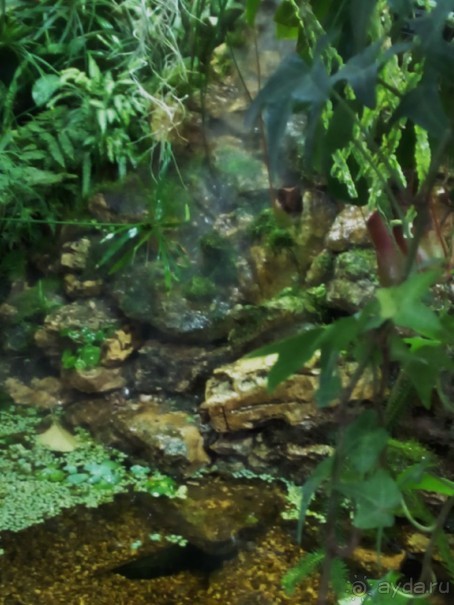 Тропическая зима в аптекарском огороде