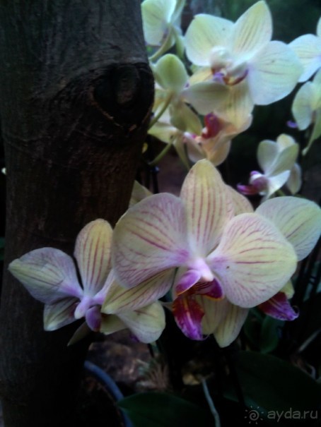 Тропическая зима в аптекарском огороде