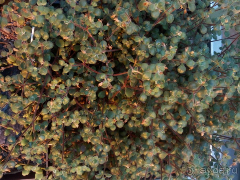 Тропическая зима в аптекарском огороде