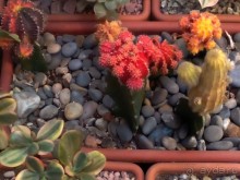 Тропическая зима в аптекарском огороде