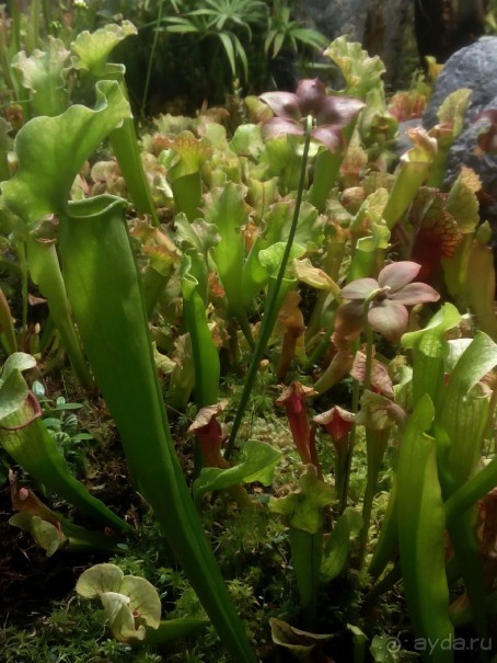 Тропическая зима в аптекарском огороде