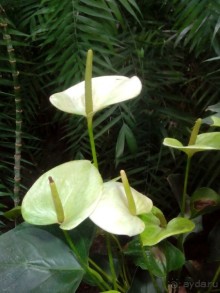 Тропическая зима в аптекарском огороде