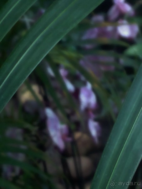 Тропическая зима в аптекарском огороде